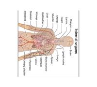 Supkancl Système digestif Print Poster Anatomy Human Musculaire Brain Canvas Peinture Art Mur Pictures for l'enseignement médical Décor de Maison(14,20x30cm No Frame)