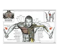 Supkancl Système digestif Print Poster Anatomy Human Musculaire Brain Canvas Peinture Art Mur Pictures for l'enseignement médical Décor de Maison(16,40x60cm No Frame)
