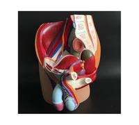 Supkancl Système génital Masculin Modèle d'anatomie génitale Masculine Section sagittale pelvienne de système génito-urinaire