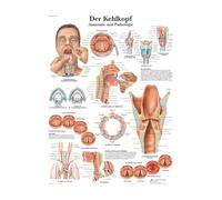 Supkancl Système Musculaire Affiches Tableau d'anatomie Corps Humain école Science médicale Fournitures éducatives décor à la Maison Art Mural for Salon(17,30x40CM NO Frame)