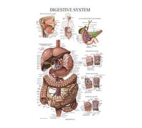 Supkancl Système Musculaire Affiches Tableau d'anatomie Corps Humain école Science médicale Fournitures éducatives décor à la Maison Art Mural for Salon(2,30x40CM NO Frame)