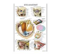 Supkancl Système Musculaire Anatomie Affiche et Impressions Tableau Anatomique Peinture sur Soie Art Mur Photo for l'éducation médicale décoration de la Maison(62)