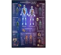 Supkancl Système squelettique Affiche Tableau Anatomique Corps Humain Squelette Art médical Murale Toile Peinture for Bureau décor à la Maison(11,20x30cm No Frame)