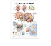 Supkancl Système squelettique Affiche Tableau Anatomique Corps Humain Squelette Art médical Murale Toile Peinture for Bureau décor à la Maison(10,20x30cm No Frame)