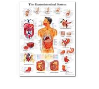 Supkancl Système squelettique Affiche Tableau Anatomique Corps Humain Squelette Art médical Murale Toile Peinture for Bureau décor à la Maison(12,30x45cm No Frame)