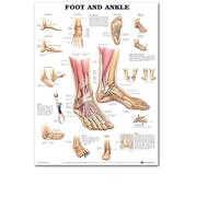 Supkancl Système squelettique Affiche Tableau Anatomique Corps Humain Squelette Art médical Murale Toile Peinture for Bureau décor à la Maison(7,20x30cm No Frame)