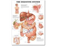 Supkancl Système squelettique Affiche Tableau Anatomique Corps Humain Squelette Art médical Murale Toile Peinture for Bureau décor à la Maison(8,30x45cm No Frame)