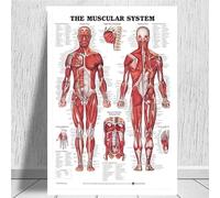 Supkancl Tableau Anatomique Anatomie du Corps Humain Affiche d'art médical Toile Peinture Mur Photo for la décoration intérieure Affiches et Impressions(0009,18x24 inch Unframed)