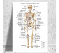Supkancl Tableau Anatomique Anatomie du Corps Humain Affiche d'art médical Toile Peinture Mur Photo for la décoration intérieure Affiches et Impressions(0013,18x24 inch Unframed)