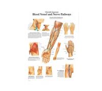 Supkancl Tableau Anatomique Anatomie du Corps Humain Affiche d'art médical Toile Peinture Mur Photo for la décoration intérieure Affiches et Impressions(0004,13x18 CM Unframed)
