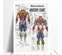 Supkancl Tableau Anatomique Anatomie du Corps Humain Affiche d'art médical Toile Peinture Mur Photo for la décoration intérieure Affiches et Impressions(0015,20x25 CM Unframed)