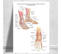 Supkancl Tableau Anatomique Anatomie du Corps Humain Affiche d'art médical Toile Peinture Mur Photo for la décoration intérieure Affiches et Impressions(0012,24x36 inch Unframed)