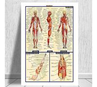Supkancl Tableau Anatomique Anatomie du Corps Humain Affiche d'art médical Toile Peinture Mur Photo for la décoration intérieure Affiches et Impressions(0011,21x30 CM Unframed)
