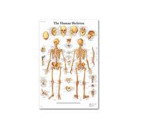 Supkancl Tissu de Soie Affiche d'anatomie Humaine Système Musculaire squelettique Enseignant Les Affiches décoratives du Mur médical(B)