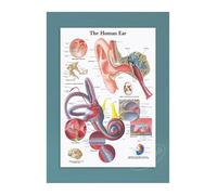 Supkancl Toile Affiche Moderne décor à la Maison Maladies de l'oeil Impression Peinture Mur Art éducation médicale Image modulaire for Salon(5,60x80cm No Frame)