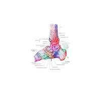 Supkancl Toile Peinture Pied os Anatomie Affiche podologie Art médecine Toile Impression Mur Maison Chambre décor esthétique(2,30x40cm No Frame)