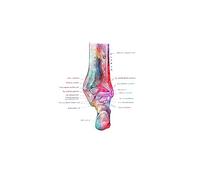 Supkancl Toile Peinture Pied os Anatomie Affiche podologie Art médecine Toile Impression Mur Maison Chambre décor esthétique(6,A4 21x30cm No Frame)