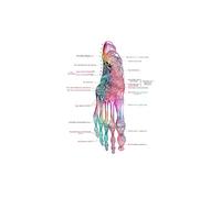 Supkancl Toile Peinture Pied os Anatomie Affiche podologie Art médecine Toile Impression Mur Maison Chambre décor esthétique(4,30x45cm No Frame)