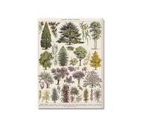 Supkancl Vintage Adolphe Millot Encyclopédie Affiches Champignons Botaniques Herbes Fleurs Insecte Classique Toile Peintures Stickers Muraux(Picture 2,13x18cm No Frame)