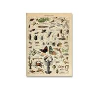 Supkancl Vintage Adolphe Millot Encyclopédie Affiches Champignons Botaniques Herbes Fleurs Insecte Classique Toile Peintures Stickers Muraux(Picture 9,15x20cm No Frame)