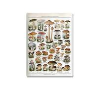 Supkancl Vintage Adolphe Millot Encyclopédie Affiches Champignons Botaniques Herbes Fleurs Insecte Classique Toile Peintures Stickers Muraux(Picture 14,13x18cm No Frame)
