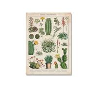 Supkancl Vintage Adolphe Millot Encyclopédie Affiches Champignons Botaniques Herbes Fleurs Insecte Classique Toile Peintures Stickers Muraux(Picture 6,13x18cm No Frame)