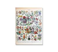 Supkancl Vintage Adolphe Millot Encyclopédie Affiches Champignons Botaniques Herbes Fleurs Insecte Classique Toile Peintures Stickers Muraux(Picture 8,20x25cm No Frame)
