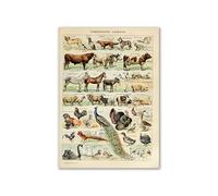 Supkancl Vintage Palaeobios botanique rétro Affiche Insecte Papillon Champignons Toile Peinture à l'huile Mur Art Imprime Photo décor la Maison(01,30x40cm No Frame)