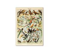 Supkancl Vintage Palaeobios botanique rétro Affiche Insecte Papillon Champignons Toile Peinture à l'huile Mur Art Imprime Photo décor la Maison(18,20x25cm No Frame)