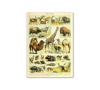 Supkancl Vintage Palaeobios botanique rétro Affiche Insecte Papillon Champignons Toile Peinture à l'huile Mur Art Imprime Photo décor la Maison(12,30x40cm No Frame)