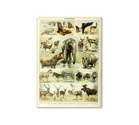 Supkancl Vintage Palaeobios botanique rétro Affiche Insecte Papillon Champignons Toile Peinture à l'huile Mur Art Imprime Photo décor la Maison(11,13x18cm No Frame)