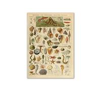 Supkancl Vintage Palaeobios botanique rétro Affiche Insecte Papillon Champignons Toile Peinture à l'huile Mur Art Imprime Photo décor la Maison(14,30x40cm No Frame)