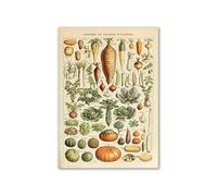 Supkancl Vintage Palaeobios botanique rétro Affiche Insecte Papillon Champignons Toile Peinture à l'huile Mur Art Imprime Photo décor la Maison(10,20x25cm No Frame)