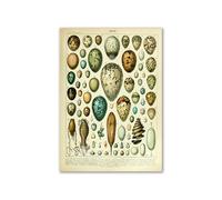 Supkancl Vintage Palaeobios botanique rétro Affiche Insecte Papillon Champignons Toile Peinture à l'huile Mur Art Imprime Photo décor la Maison(16,21x30cm No Frame)