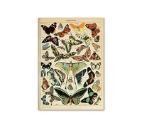 Supkancl Vintage Palaeobios botanique rétro Affiche Insecte Papillon Champignons Toile Peinture à l'huile Mur Art Imprime Photo décor la Maison(22,21x30cm No Frame)