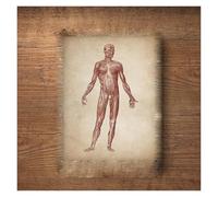 Supkancl Vintage Squelette Organe Système Anatomie Humaine Musculaire Toile Art Affiches Et Gravures Corps Mur Photo for Clinique Médicale Décor(GL641-B,40X50cm Unframed)