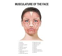 Supkancl Visage Corps Anatomie veines Musculaires détaillé Science ÉDUCATIVE Affiche Mur Art Photos Toile Peinture hôpital Clinique Salon décor(12,20X30cm Unframed)