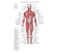 Supkancl Visage Corps Anatomie veines Musculaires détaillé Science ÉDUCATIVE Affiche Mur Art Photos Toile Peinture hôpital Clinique Salon décor(7,30X45cm Unframed)