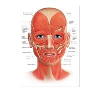 Supkancl Visage Corps Anatomie veines Musculaires détaillé Science ÉDUCATIVE Affiche Mur Art Photos Toile Peinture hôpital Clinique Salon décor(2,20X30cm Unframed)