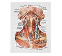 Supkancl Visage Corps Anatomie veines Musculaires détaillé Science ÉDUCATIVE Affiche Mur Art Photos Toile Peinture hôpital Clinique Salon décor(11,30X45cm Unframed)
