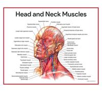 Supkancl Visage Corps Anatomie veines Musculaires détaillé Science ÉDUCATIVE Affiche Mur Art Photos Toile Peinture hôpital Clinique Salon décor(3,30X40cm Unframed)