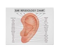 Supkancl Visage Corps Anatomie veines Musculaires détaillé Science ÉDUCATIVE Affiche Mur Art Photos Toile Peinture hôpital Clinique Salon décor(10,30X45cm Unframed)