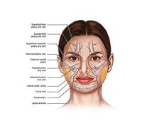 Supkancl Visage Corps Anatomie veines Musculaires détaillé Science ÉDUCATIVE Affiche Mur Art Photos Toile Peinture hôpital Clinique Salon décor(1,20X30cm Unframed)