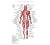 Supkancl Visage Corps Anatomie veines Musculaires détaillé Science ÉDUCATIVE Affiche Mur Art Photos Toile Peinture hôpital Clinique Salon décor(8,20X30cm Unframed)