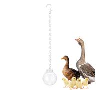 Support de pour Poulets Interactif avec distributeur à chaîne