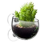 Support pour d'aquarium - Ventouse, pot de fleurs transparent amovible pour une croissance facile et vibrante, séparateur d'aquarium hydroponique