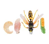 Supvox 1 jeu de modèles d'insectes - Guêpes partielles - Cycle de vie - Pour modèle éducatif de croissance animale - Connaissances biologiques et capacités cognitives