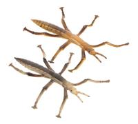 SUPVOX 2 Pièces Modèles de Stick Insect Simulation Éducative Jouets Insectes Réalistes pour Apprentissage et Décoration Halloween Lot