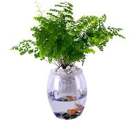 SUPVOX Corde Absorbante en Coton pour Arrosage Automatique des Plantes en Pot Fournitures Hydroponiques Corde Hydroponique pour Jardinières Absorption Rapide d'eau