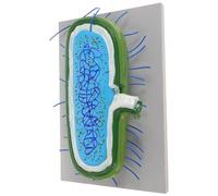 SUPVOX Modèle Cellulaire Bactérien Modèle Pédagogique de Biologie Outil Apprentissage pour Enseignement Microbiologie pour Laboratoire et Classe